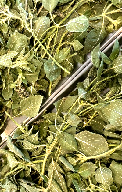 Holy Basil